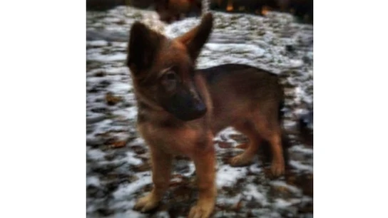 Cachorro ruso llamado Dobrynia Cachorro ruso llamado Dobrynia