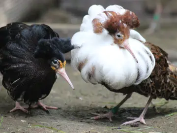 Aves travestis para atraer a las hembras Aves travestis para atraer a las hembras