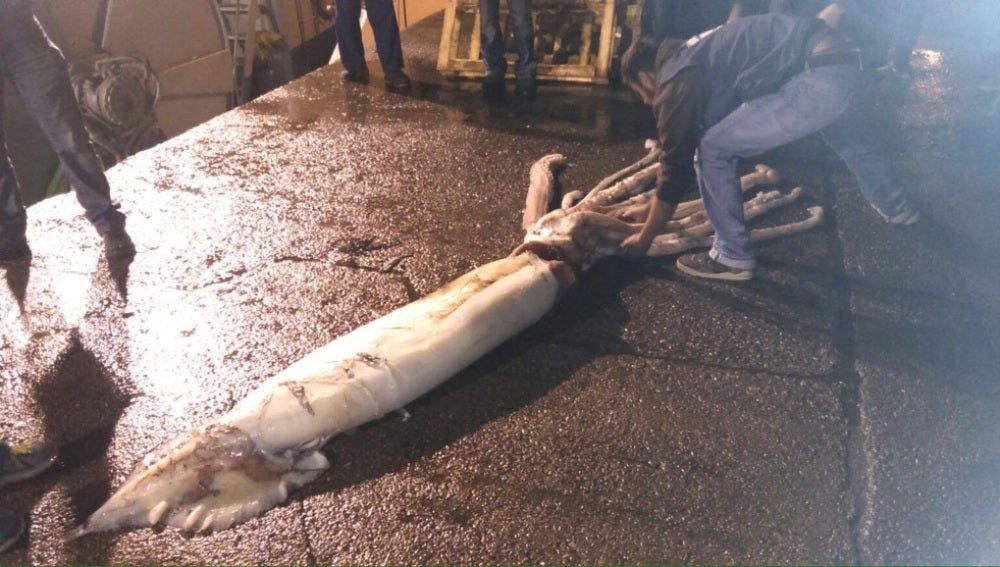 Calamar encontrado en Asturias