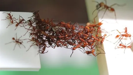 Las hormigas son capaces de crear puentes móviles Las hormigas son capaces de crear puentes móviles