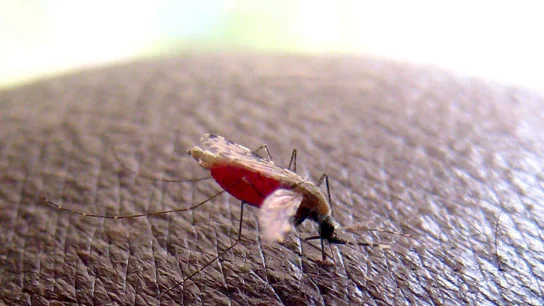 Mosquito de la malaria Mosquito de la malaria