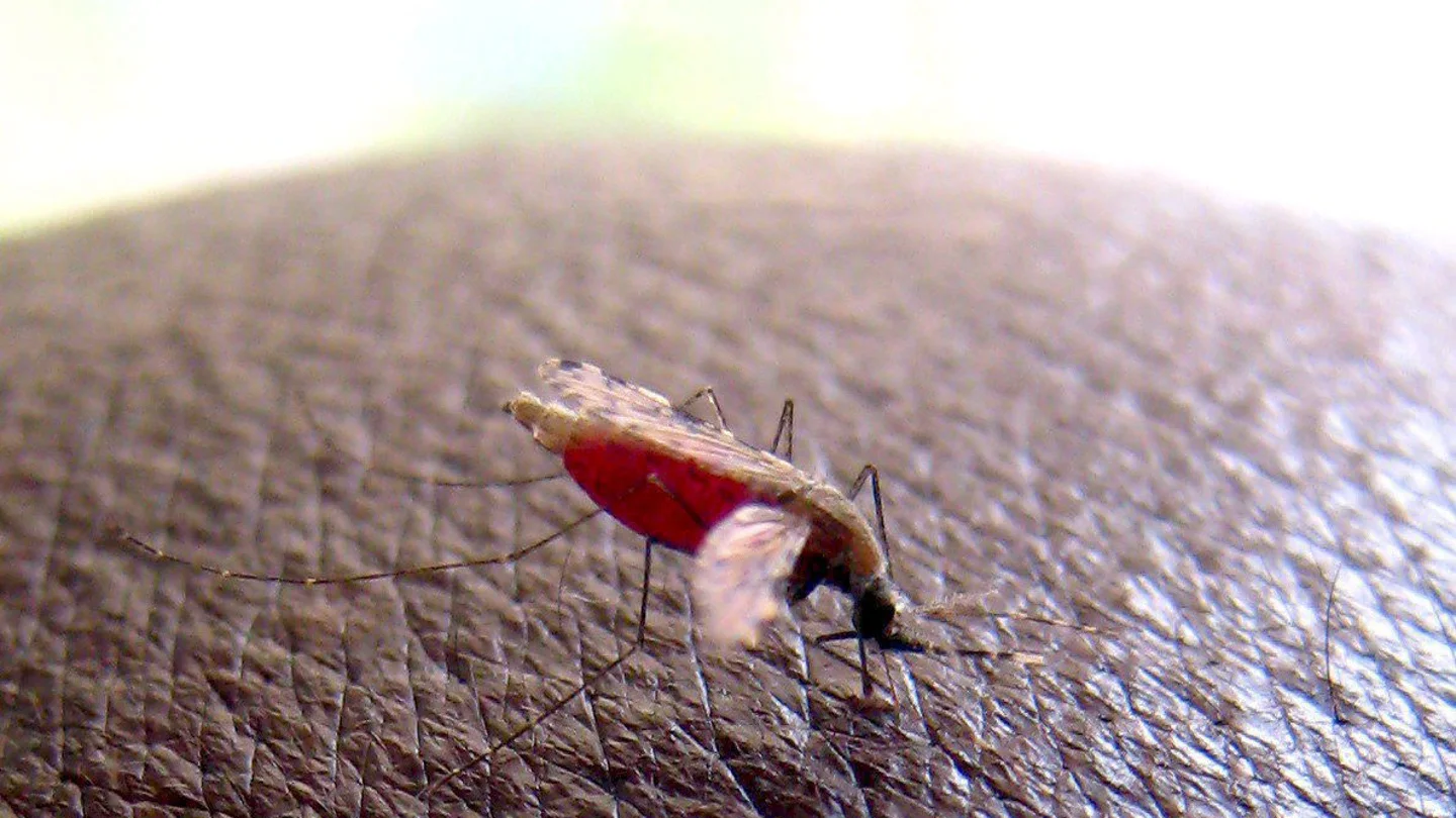 Mosquito de la malaria Mosquito de la malaria
