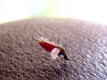 Mosquito de la malaria Mosquito de la malaria