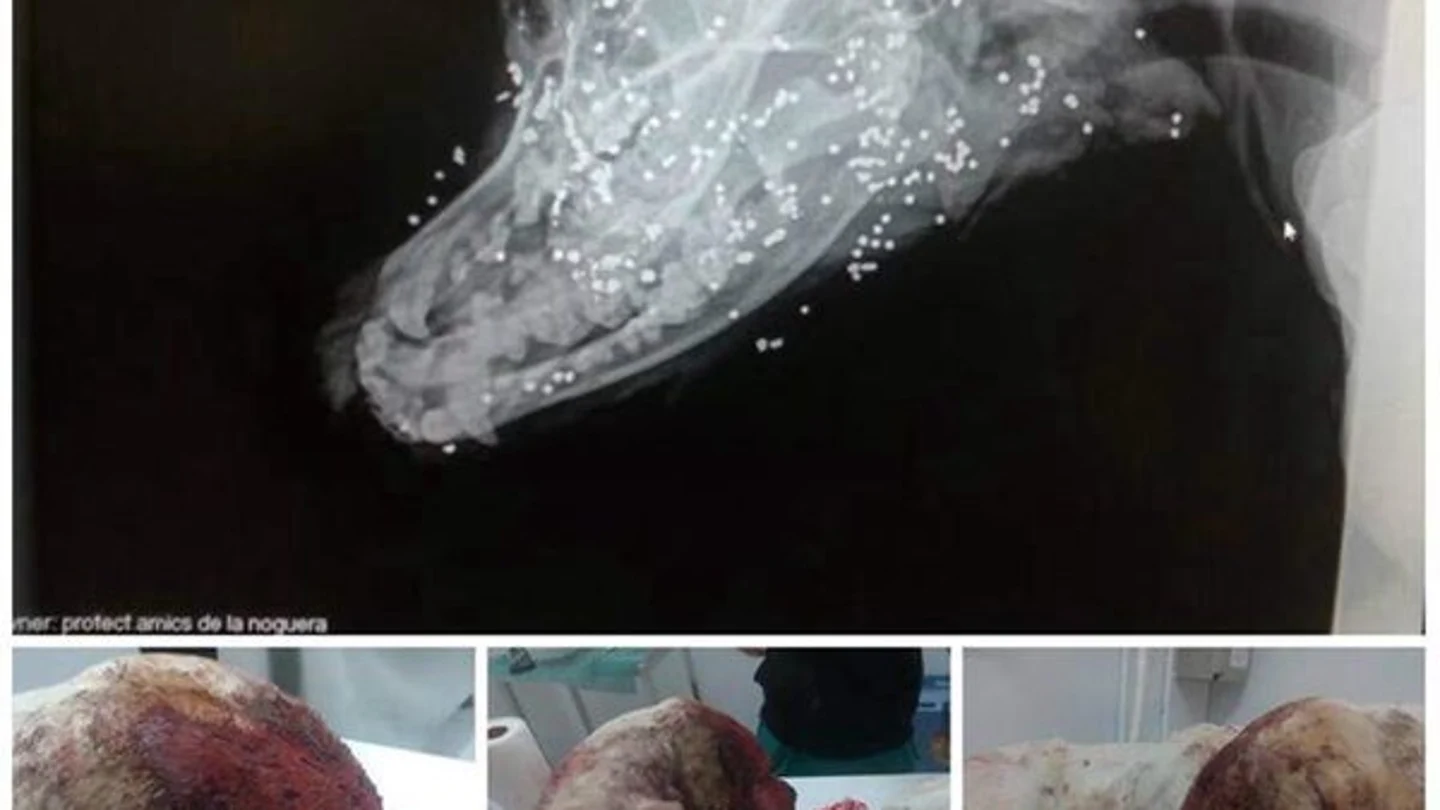 Imagen de Noah, el perro que fue disparado Imagen de Noah, el perro que fue disparado