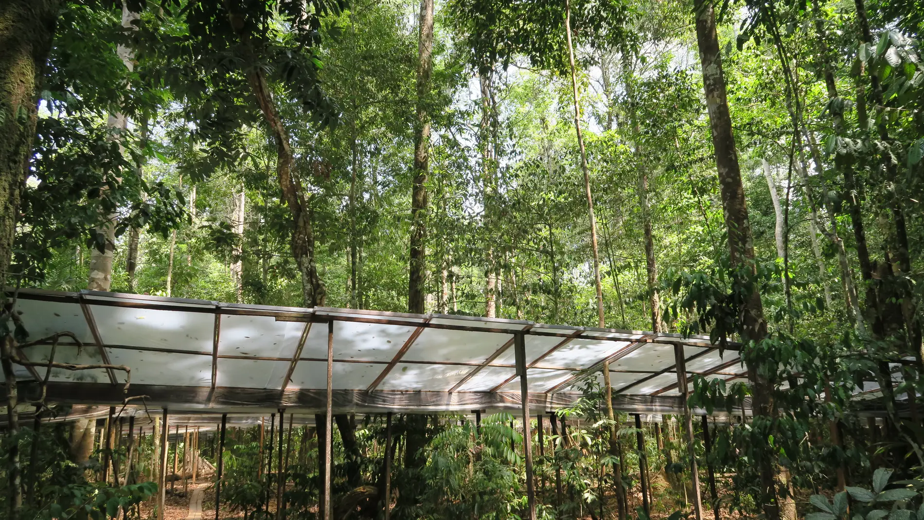 Imagen del experimento de la selva