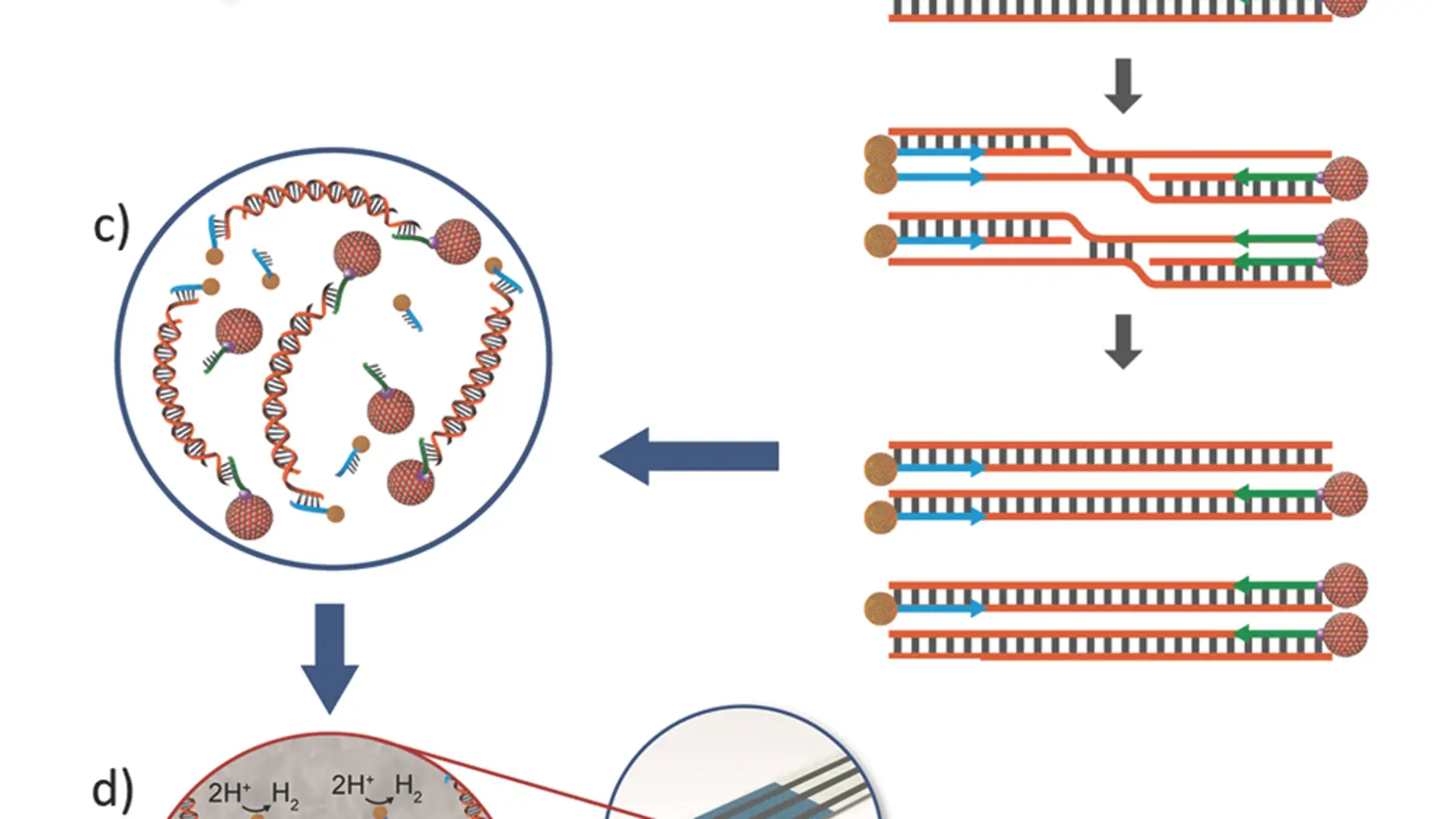 Amplificación isotérmica de ADN con nano