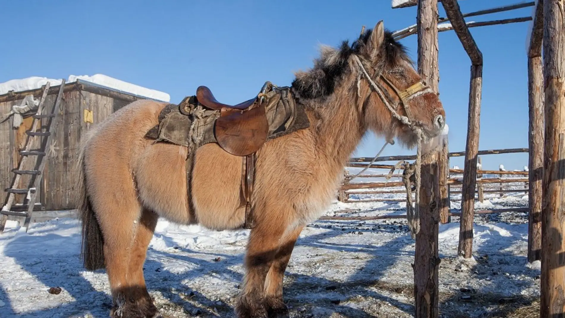 Los caballos yakutos soportan temperatur