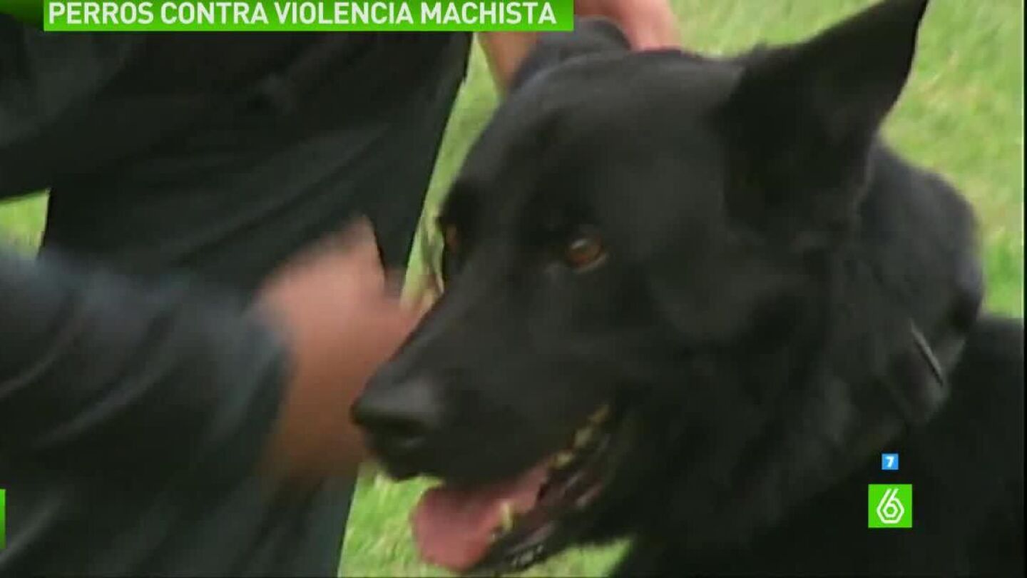 Perros adiestrados para defender a v&iacute;ctimas de violencia machista
