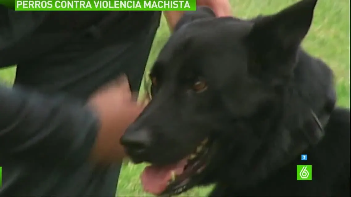 Perros adiestrados para defender a víctimas de violencia machista