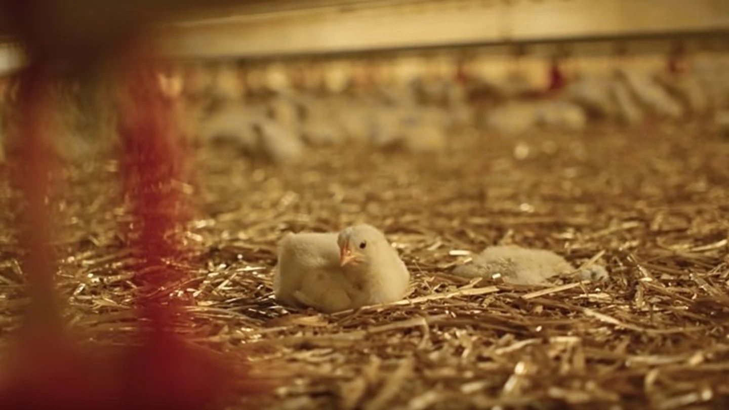 Un pollo en una incubadora industrial Un pollo en una incubadora industrial