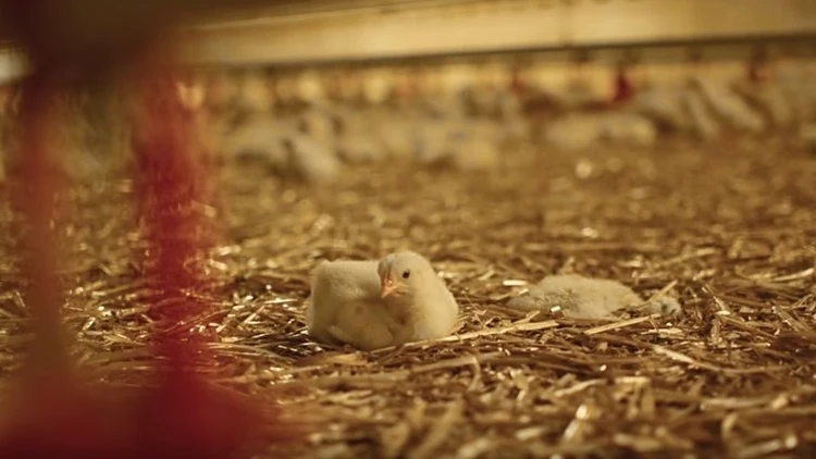 Un pollo en una incubadora industrial