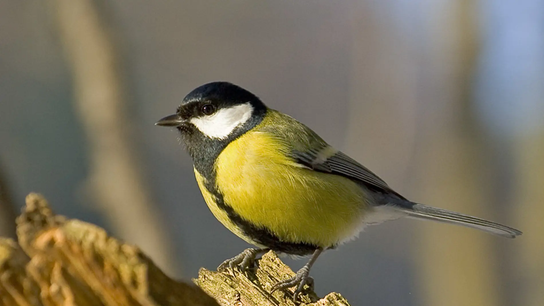 Carbonero común, Parus major. / Wikipedi