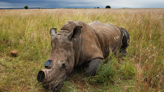 Rinoceronte Rinoceronte