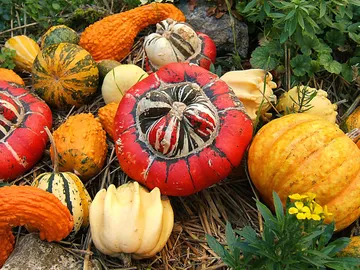 Sin el hombre, la calabaza se hubiera extinguido Sin el hombre, la calabaza se hubiera extinguido