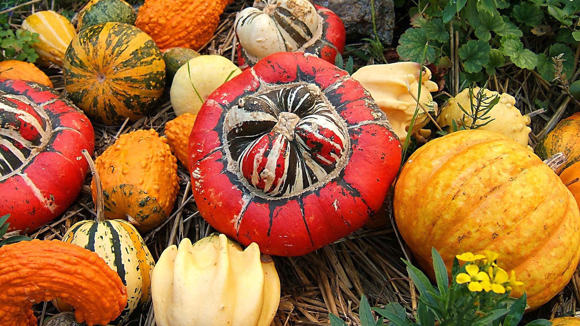 Sin el hombre, la calabaza se hubiera extinguido