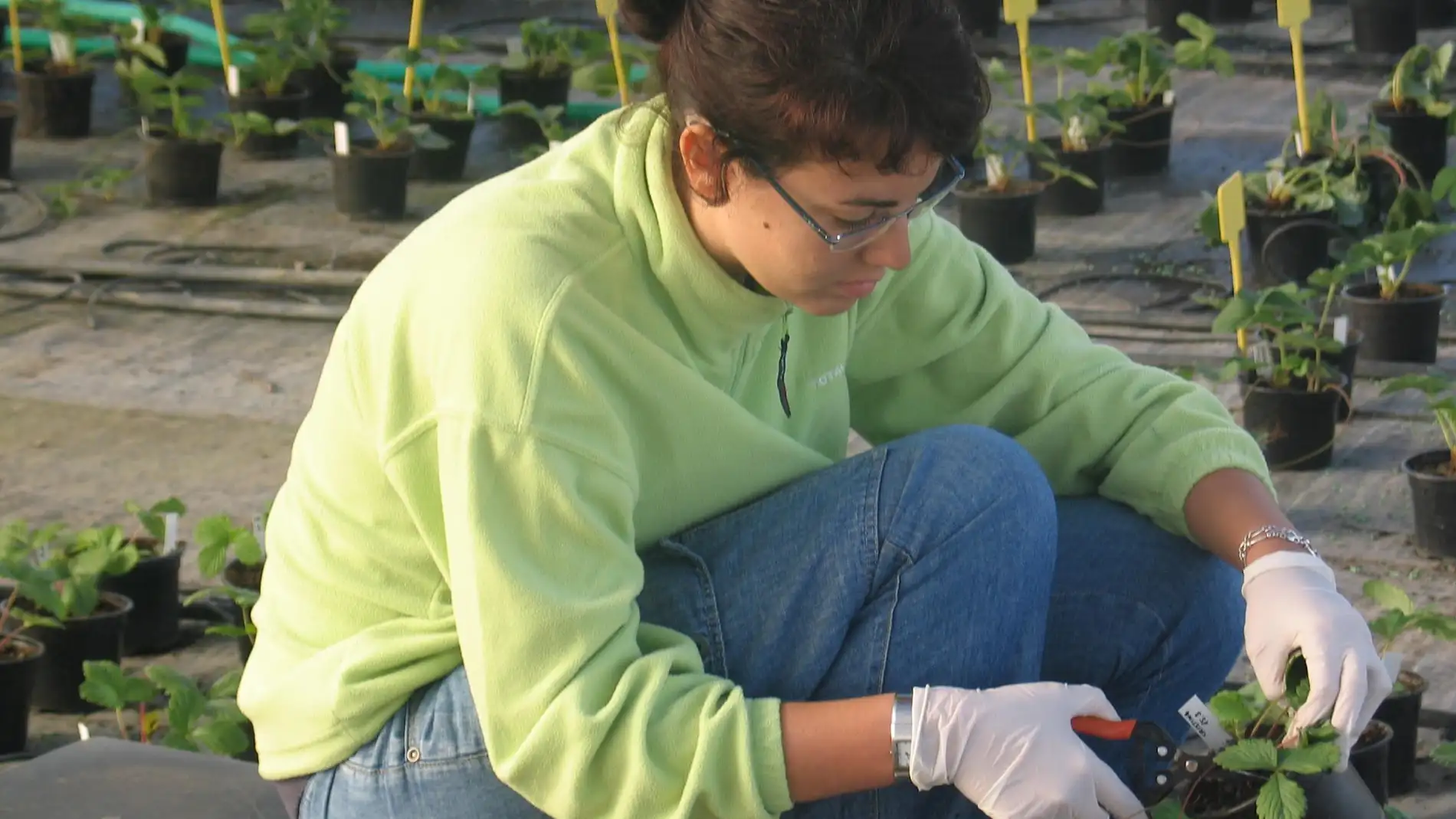 Investigadora tomando muestras de la pla