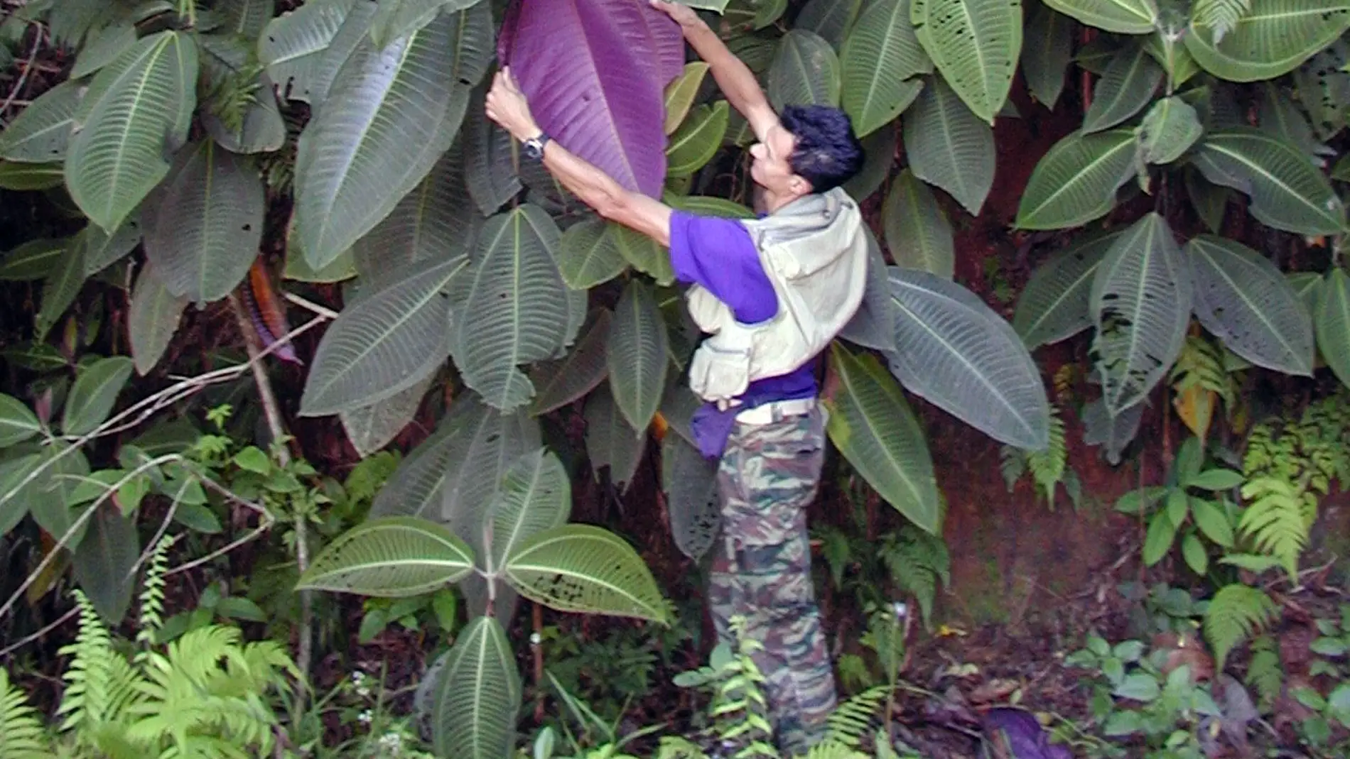 Miconia