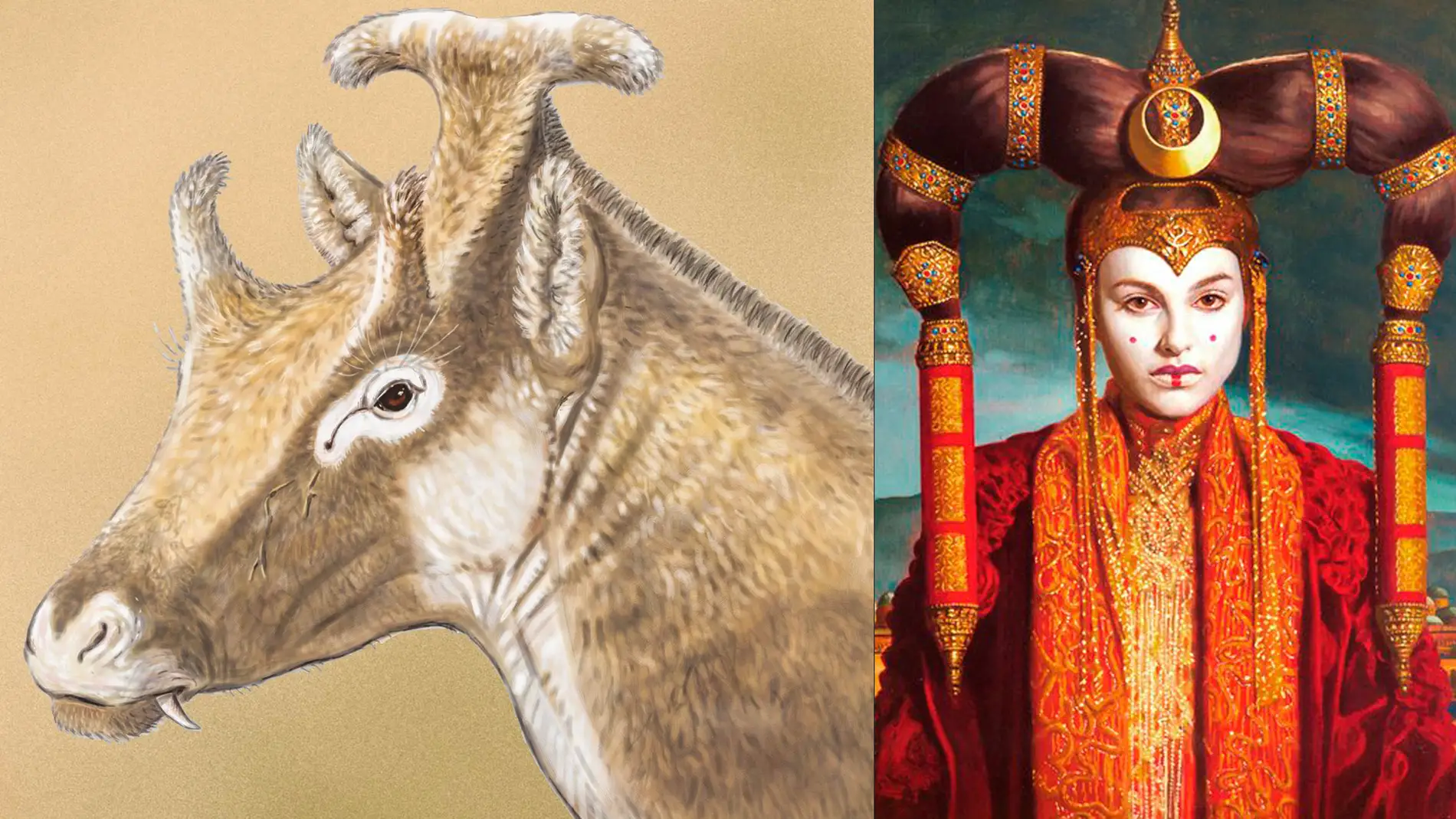 El rumiante Amidala