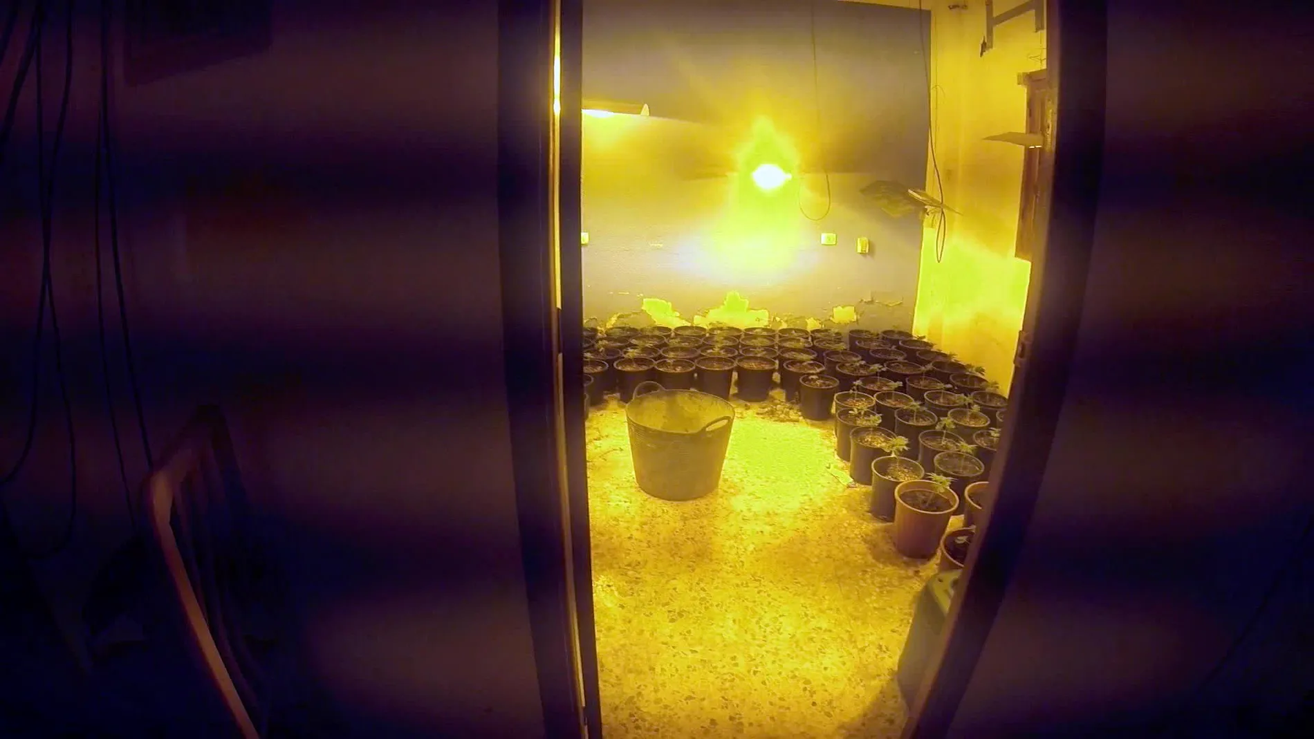 Los agentes dan con una plantación de marihuana en un piso