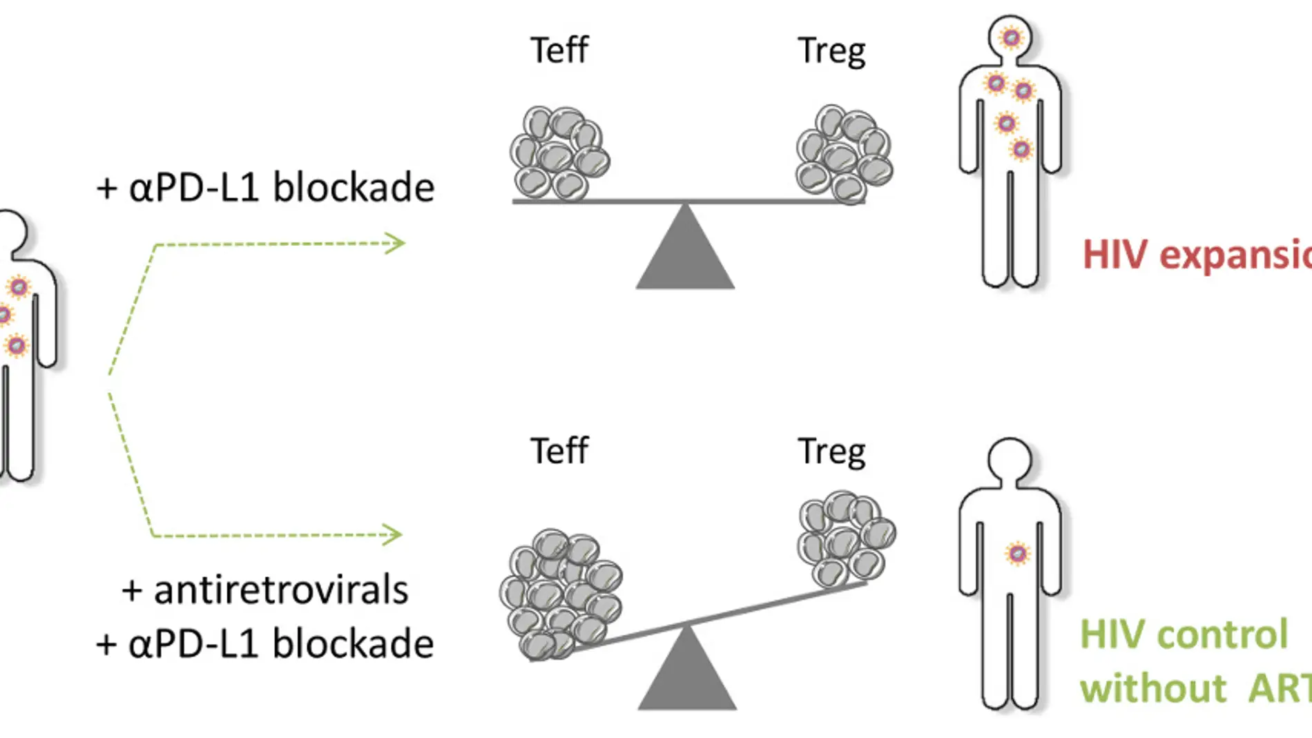 Figura cedida por los investigadores / C