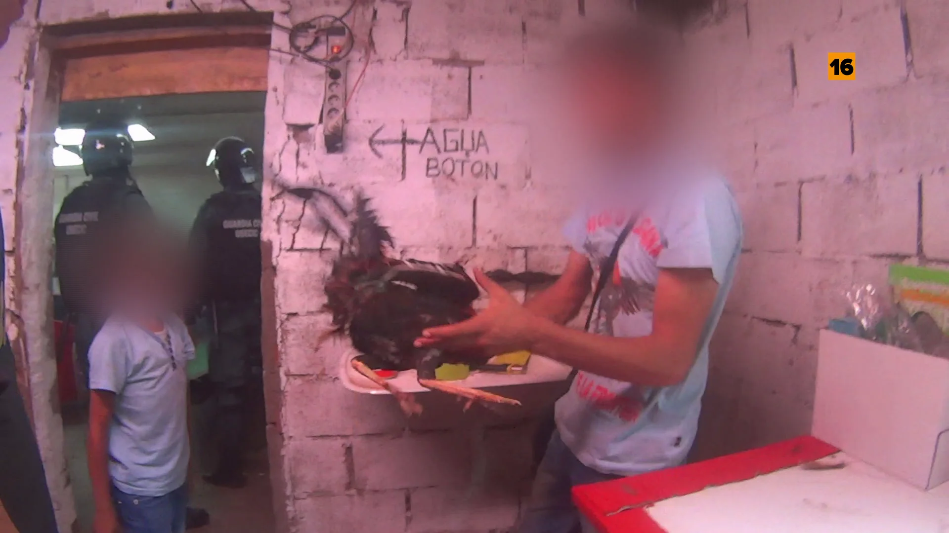  Los agentes de Comandancias dan con peleas de gallos: "Creíamos que era una leyenda urbana, pero es real"