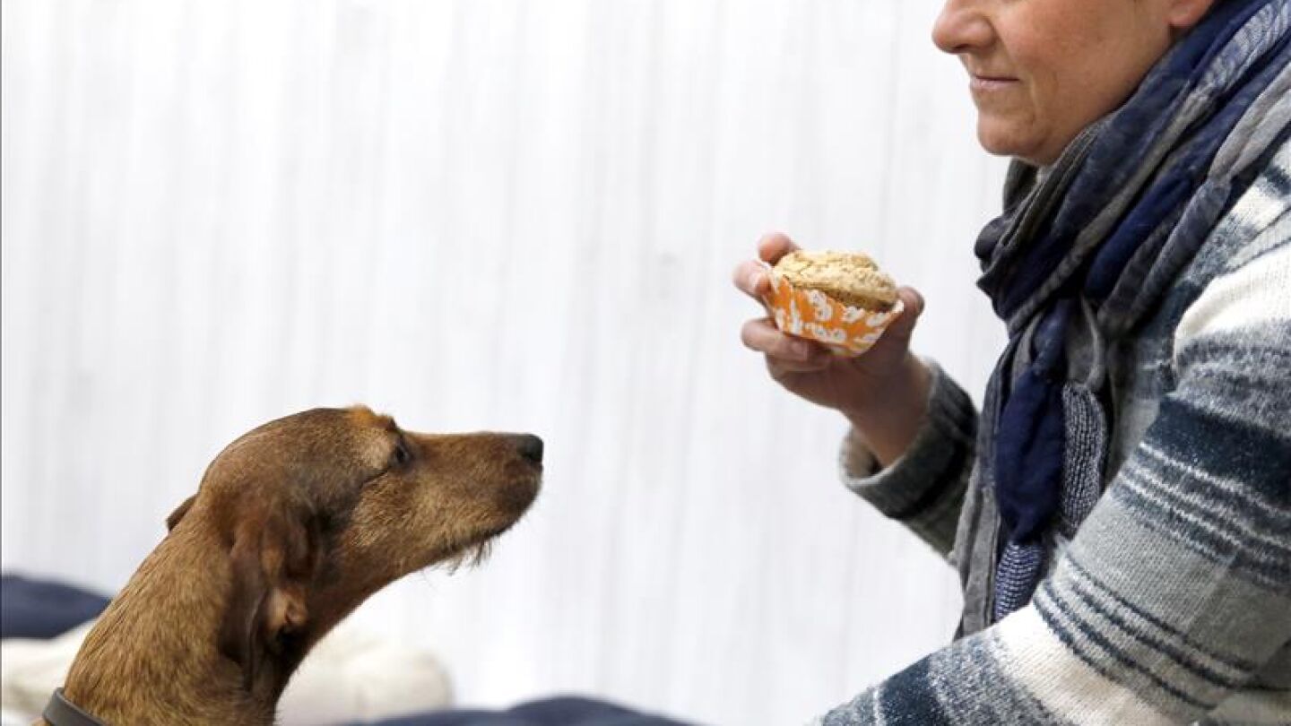 Los perros pueden ya beber "cerveza" y comer pinchos en un "bar" de Bilbao