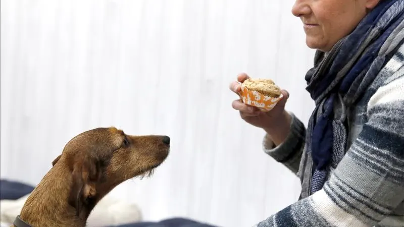 Los perros pueden ya beber "cerveza" y comer pinchos en un "bar" de Bilbao