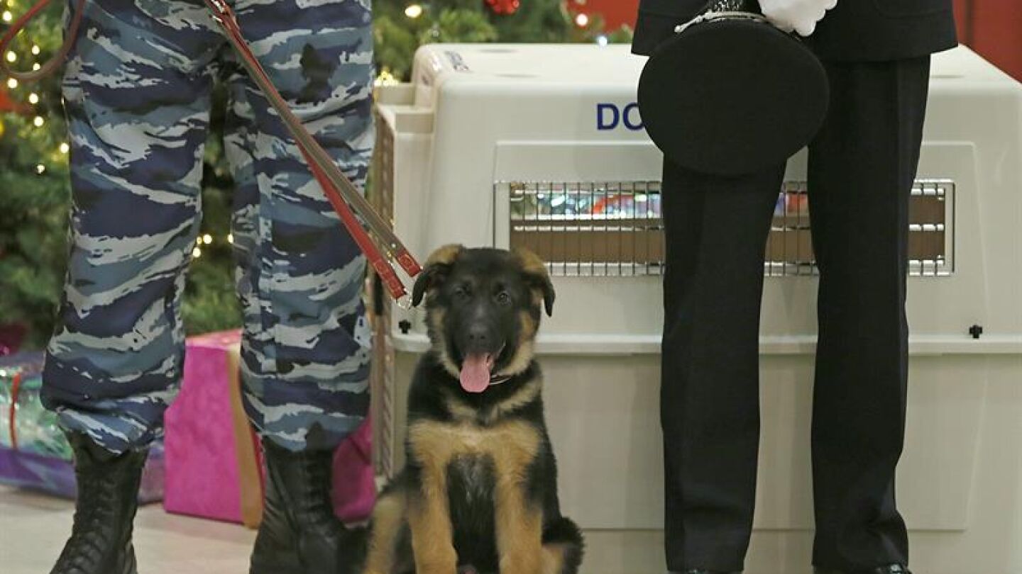 El cachorro de pastor alem&aacute;n Dobryna, durante la ceremonia de presentaci&oacute;n