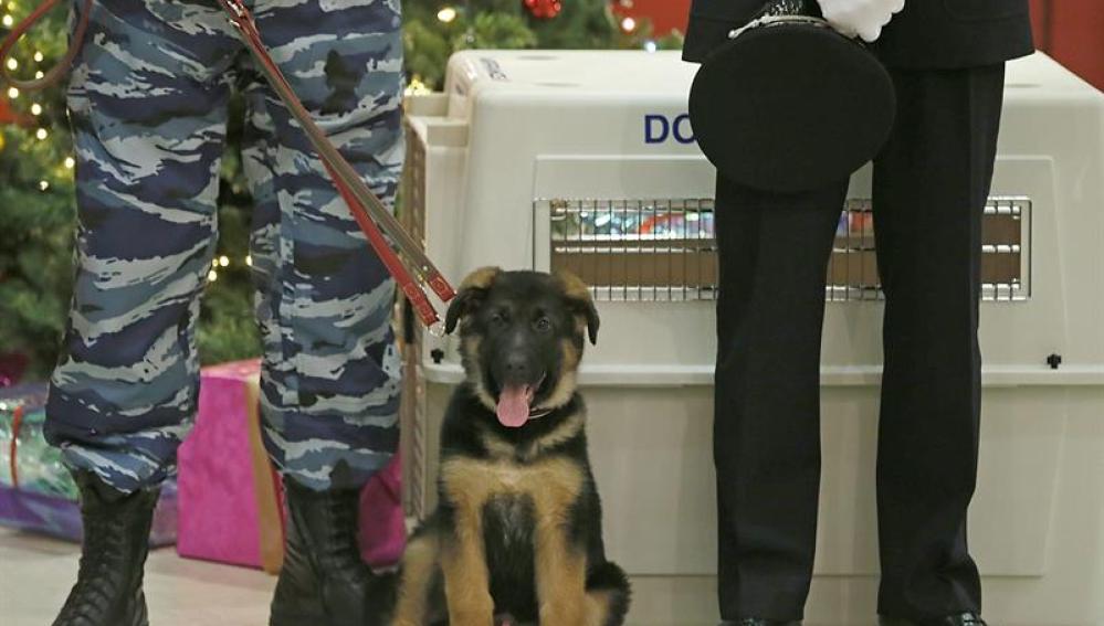 El cachorro de pastor alemán Dobryna, durante la ceremonia de presentación