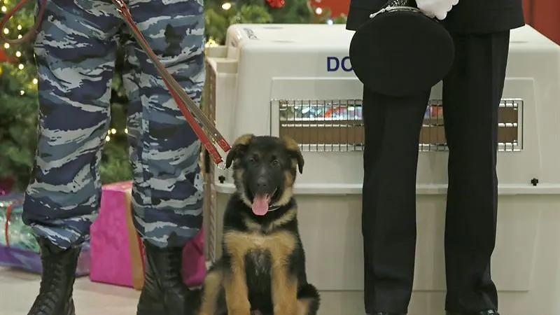 El cachorro de pastor alemán Dobryna, durante la ceremonia de presentación