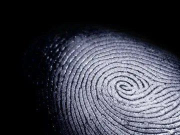 ¿Es posible saber el sexo de una persona por las huellas digitales? ¿Es posible saber el sexo de una persona por las huellas digitales?