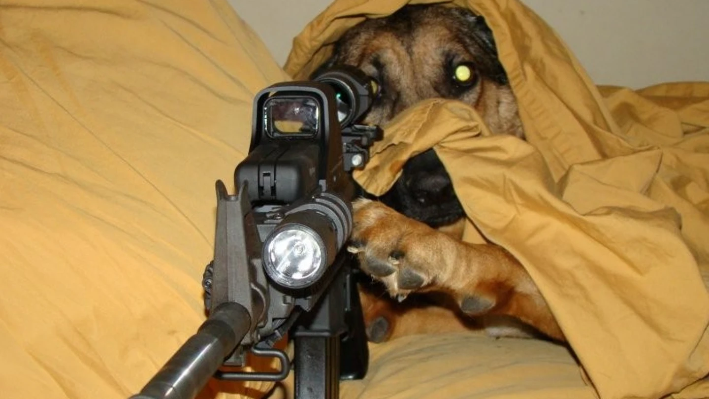 Imagen de archivo de un perro con un arma Imagen de archivo de un perro con un arma