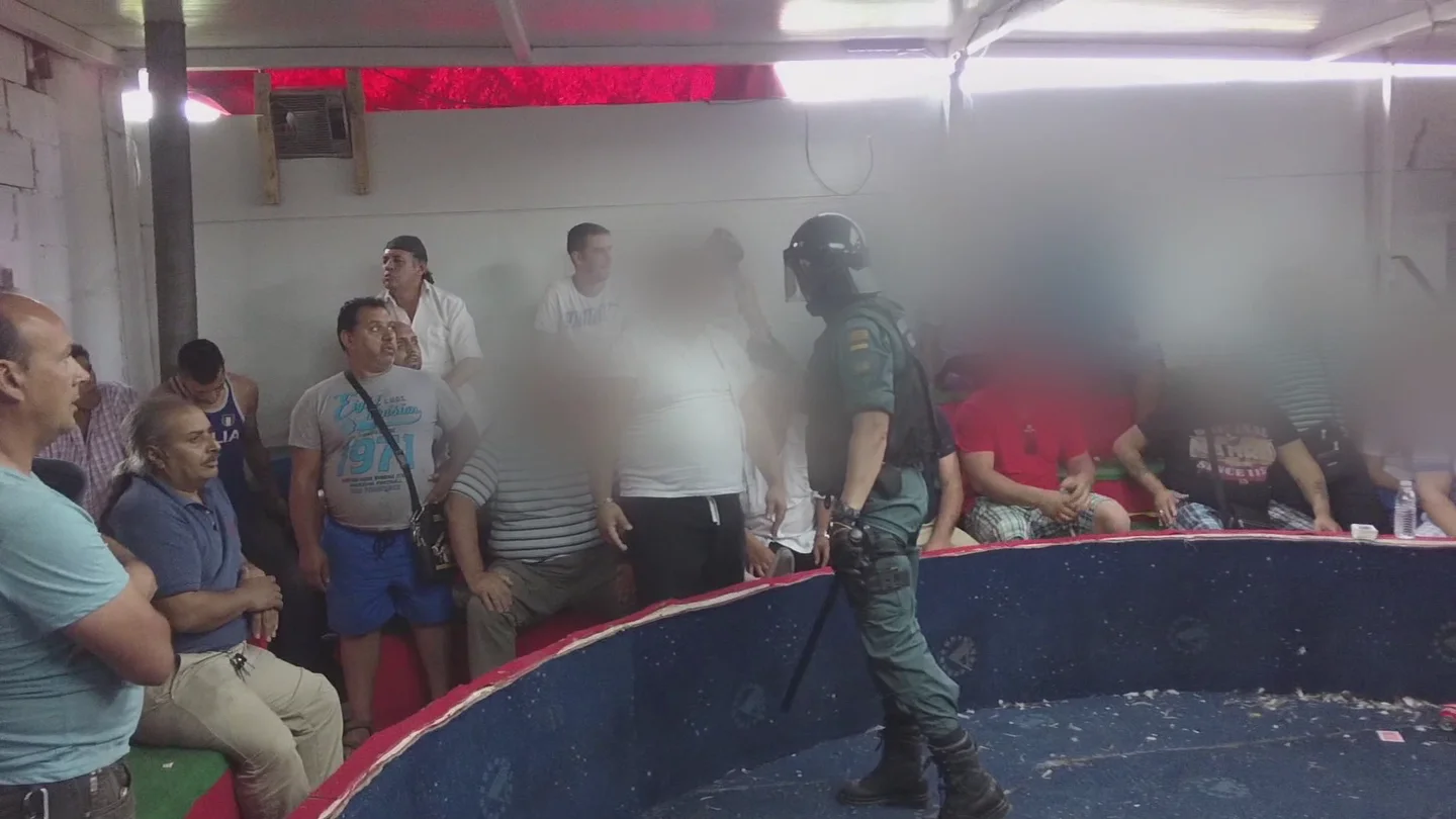 La Guardia Civil interviene un reñidero de peleas de gallos La Guardia Civil interviene un reñidero de peleas de gallos