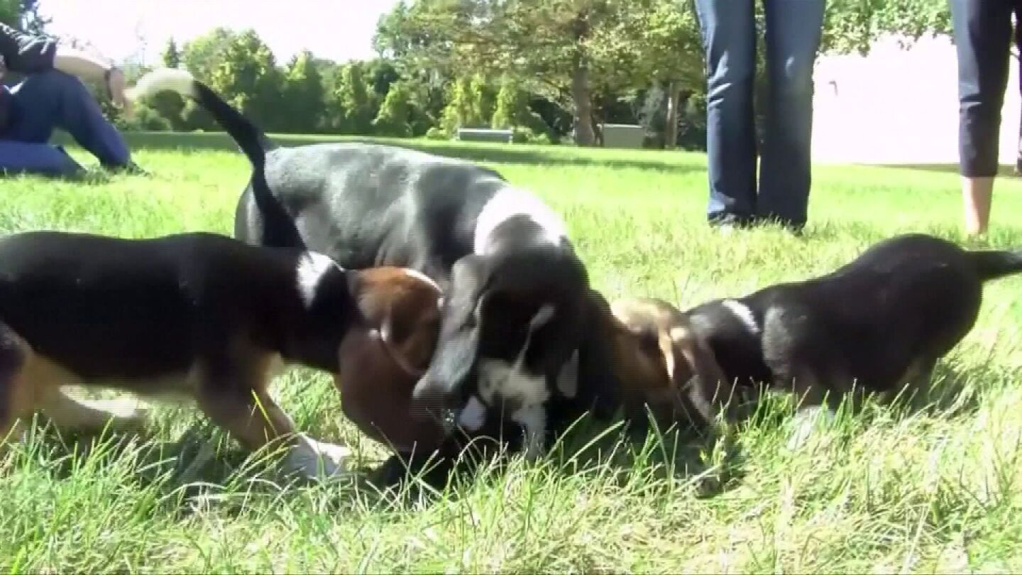 Primera camada de perros in vitro