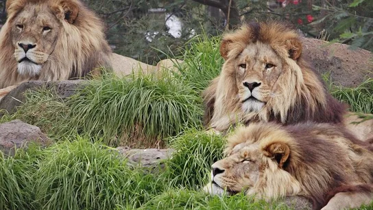 Tres leones descansando Tres leones descansando
