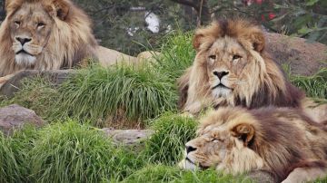 Tres leones descansando