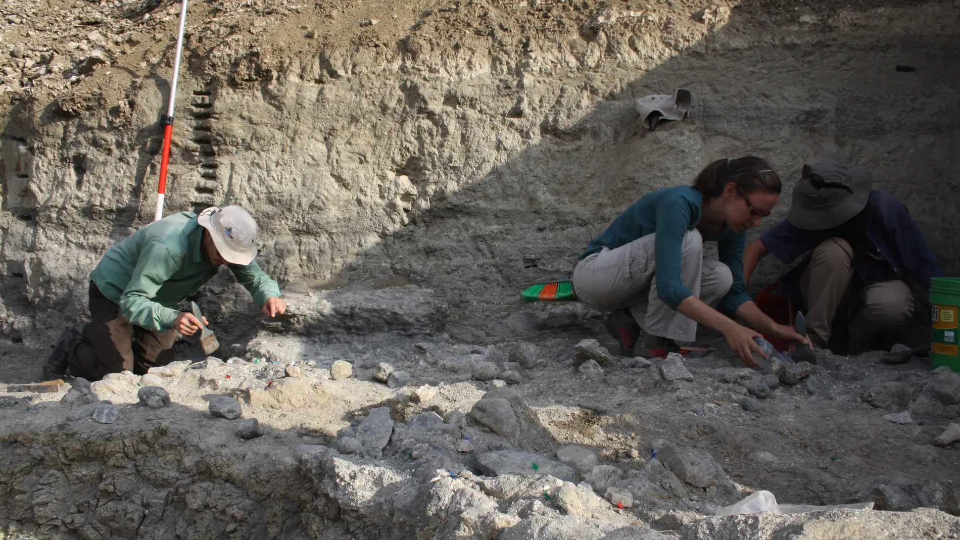 Han participado investigadores de España