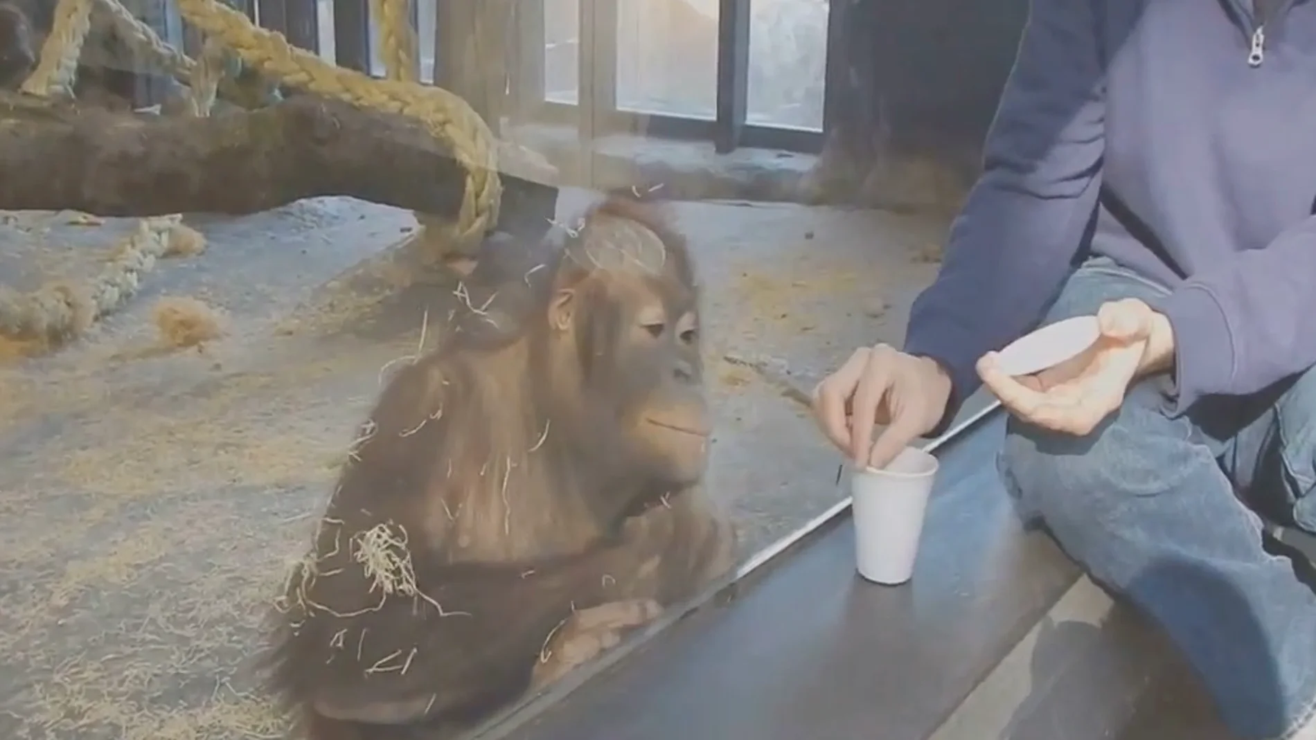 Orangután del zoo de Barcelona