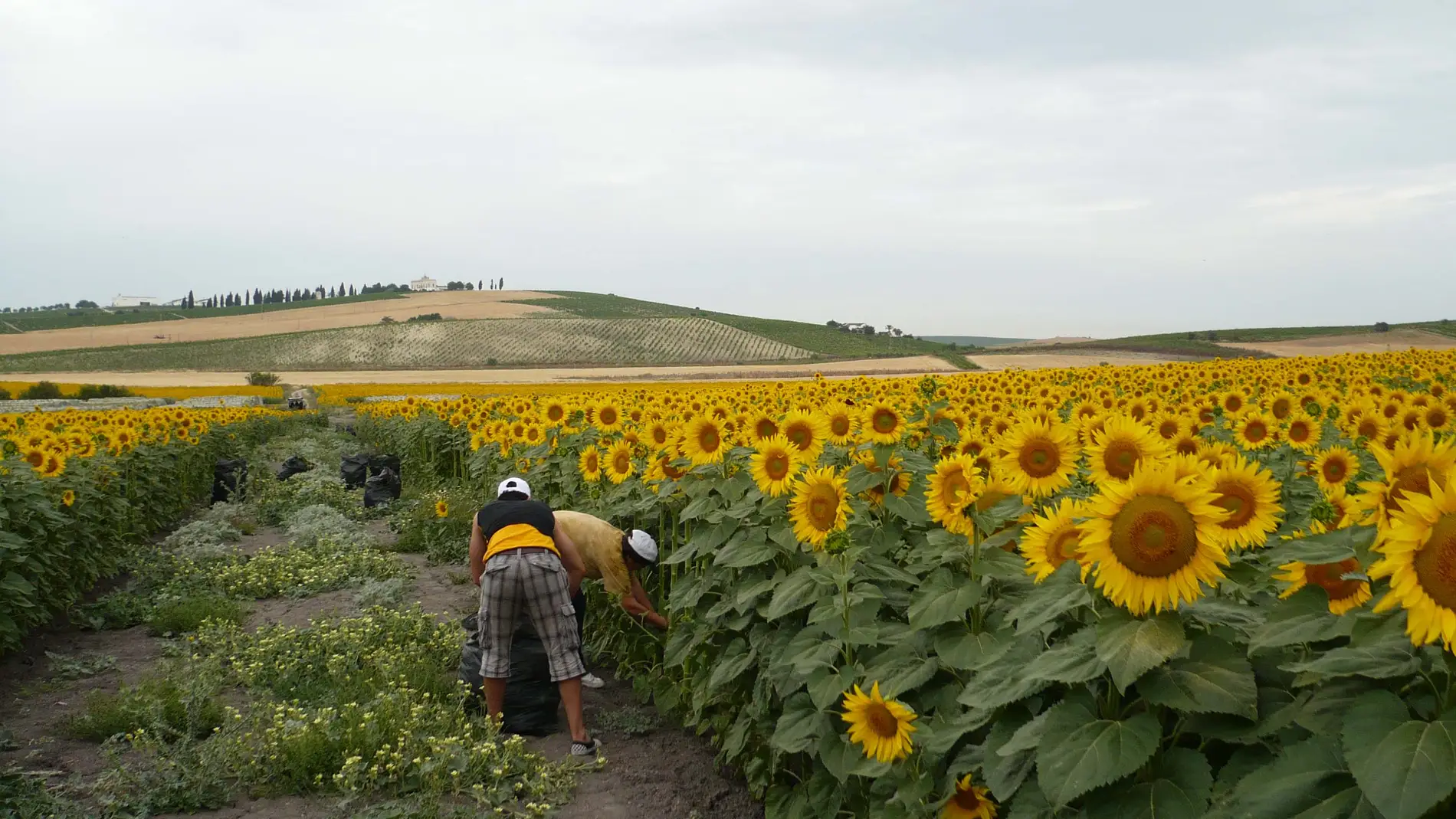 Campo de girasoles en Andalucía / Fundac