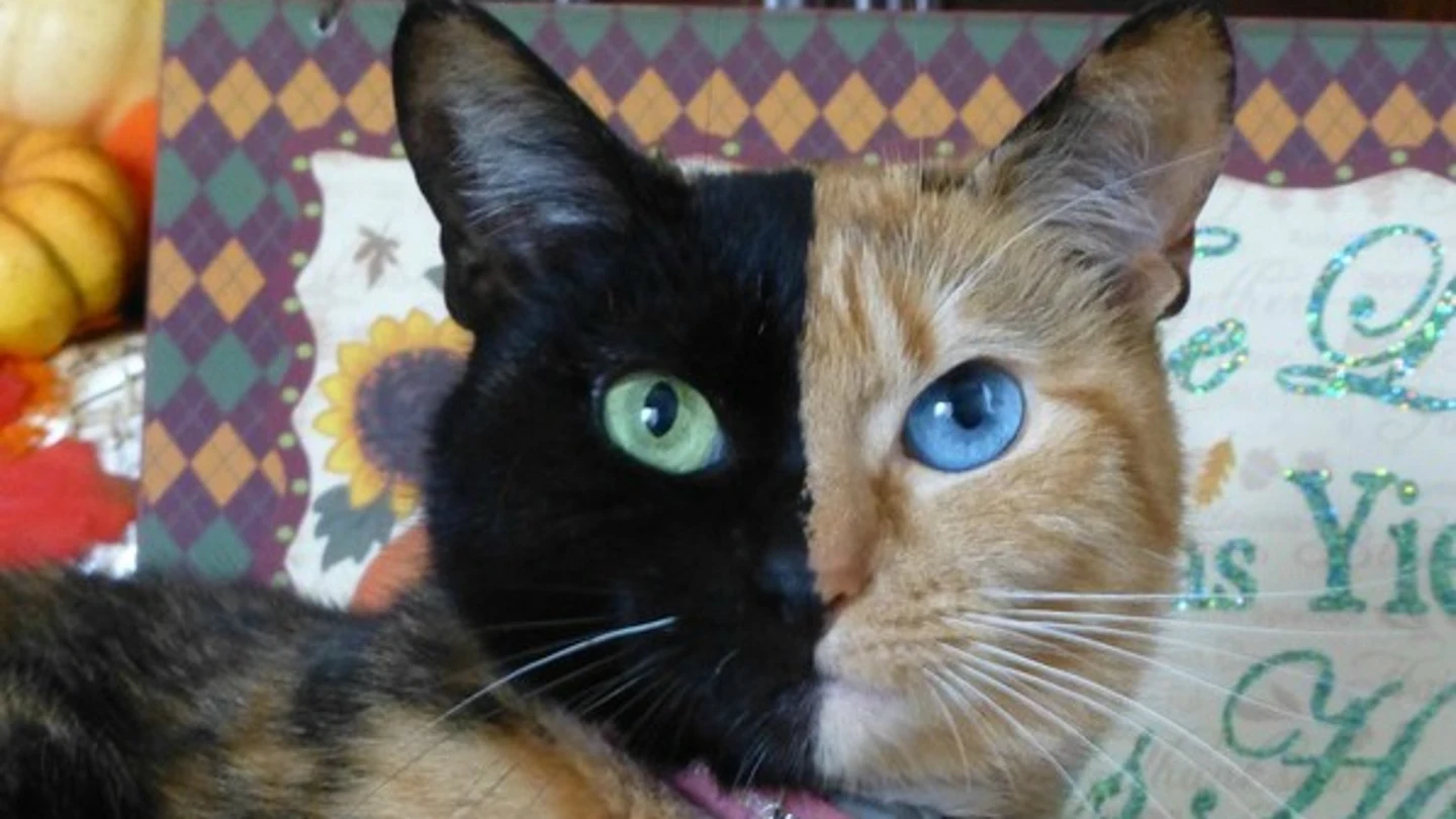 Venus, la gata con dos caras Venus, la gata con dos caras
