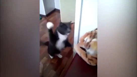 El gato boxeador que arrasa en la red El gato boxeador que arrasa en la red