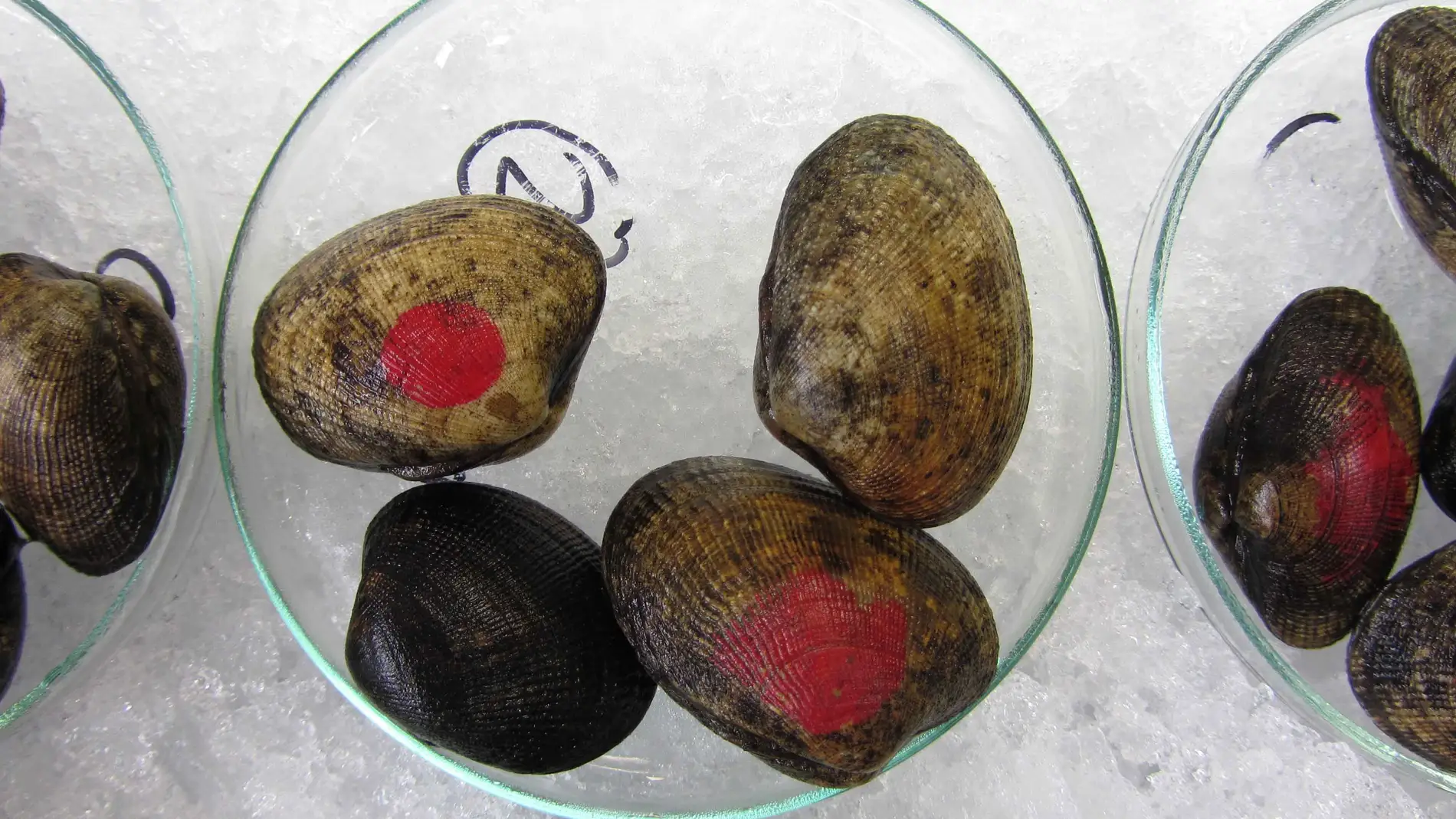 Almejas en el laboratorio / Fundación De