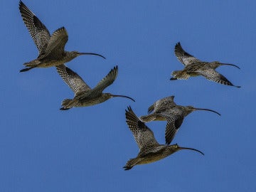 Los viajes de las aves migratorias son cada vez más peligrosos