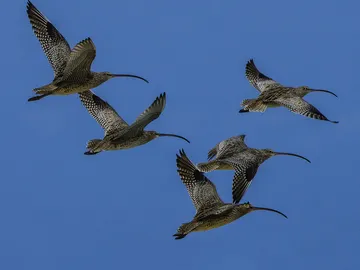 Los viajes de las aves migratorias son cada vez más peligrosos Los viajes de las aves migratorias son cada vez más peligrosos