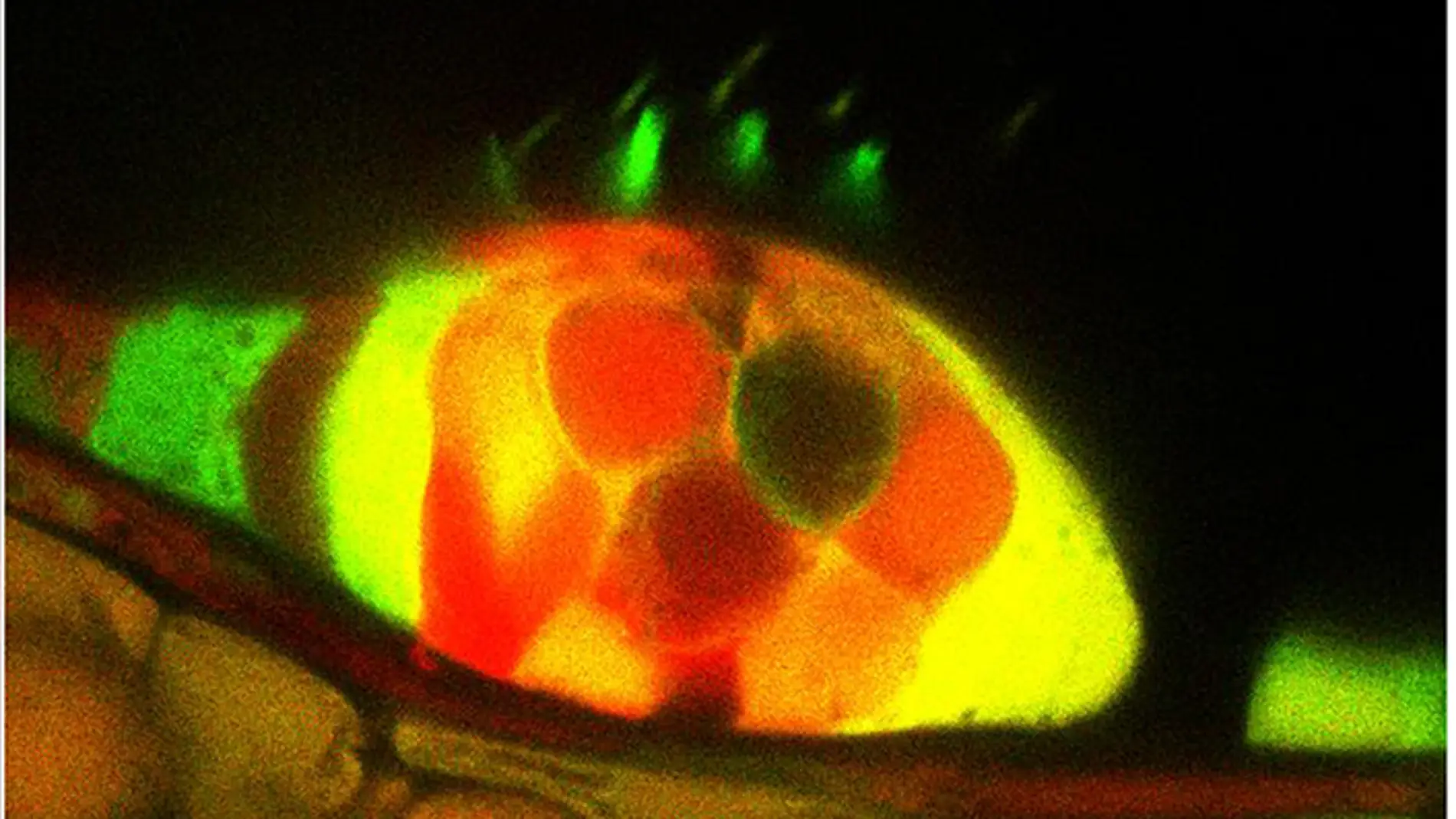 Nuevas células ciliadas observadas media
