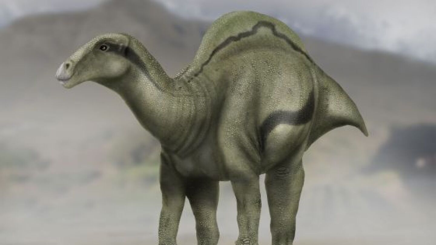 Reconstrucci&oacute;n del dinosaurio `Morelladon beltrani&acute; descubierto en Morella