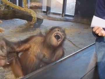 Orangután riéndose en el zoo de Barcelona