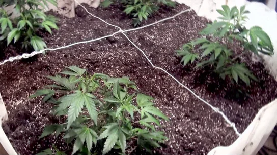 Plantación de marihuana/ Archivo Plantación de marihuana/ Archivo