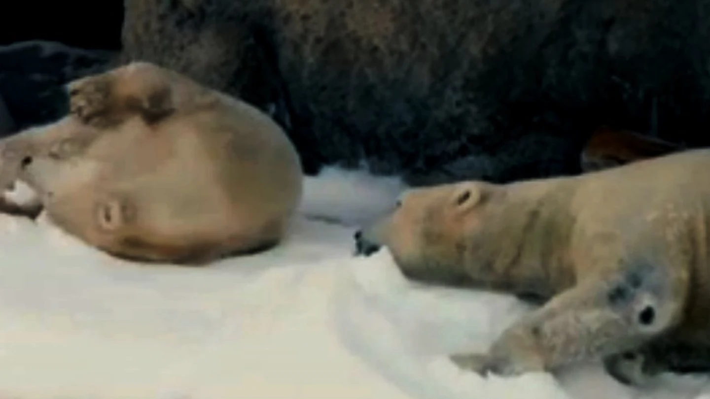 Tres osos polares del zoo de San Diego difrutan de 26 toneladas de nieve artificial Tres osos polares del zoo de San Diego difrutan de 26 toneladas de nieve artificial