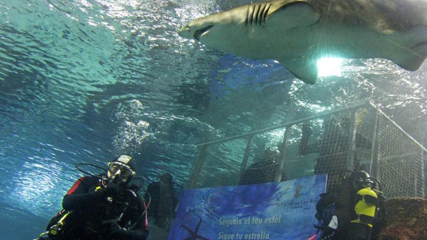 Los Hermanos Roca bucean entre tiburones